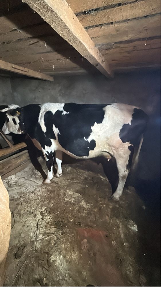 Vand vaca cu vitel , buna de tinut , cuminte !