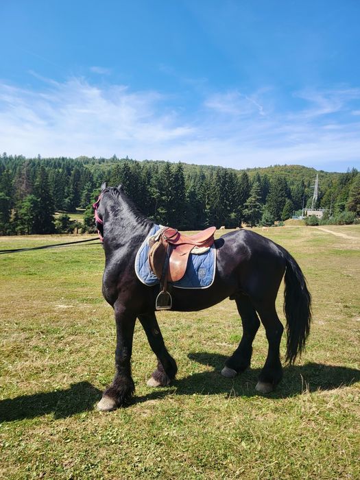 Armăsar Friesian de vânzare . 
Are dresajul efectuat pentru trăsură și