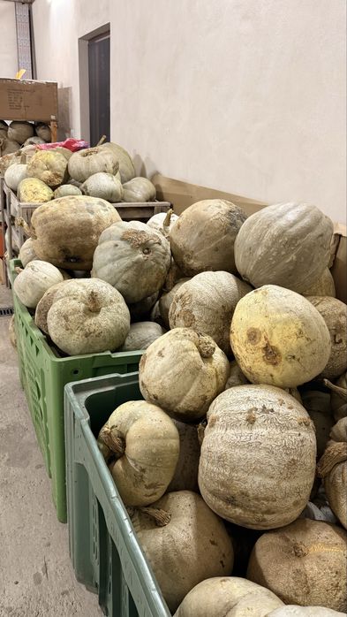 Dovleci – 3 lei/kg