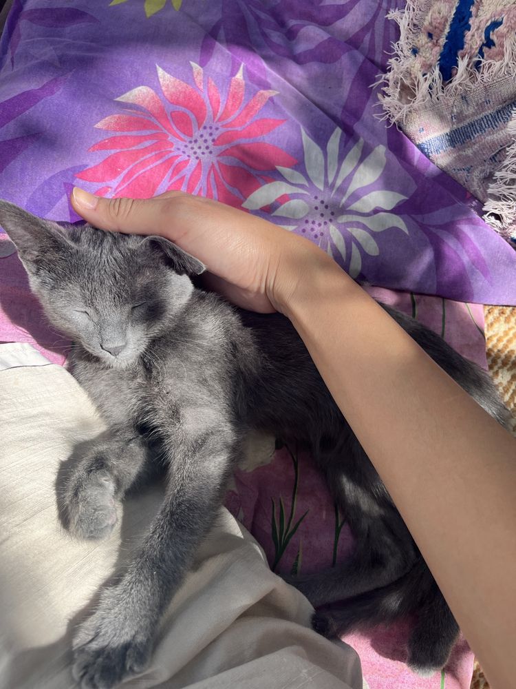 Котенек в добрые руки
