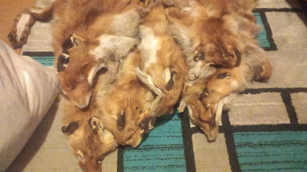 Blana vulpe cu cap nas urechi si codita