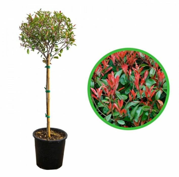 Photinia Globulara La Ghiveci