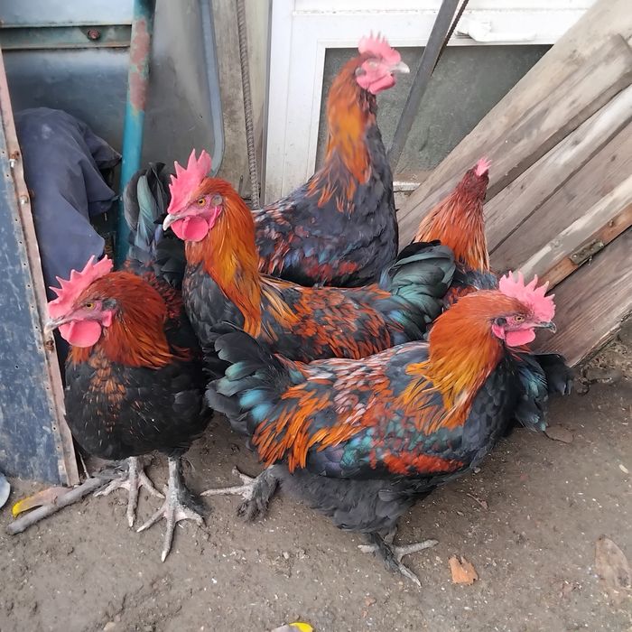 Vând cocoș marantz