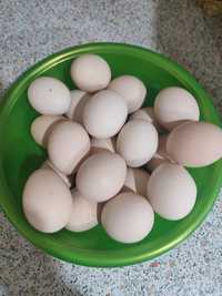 Продам яйца домашние