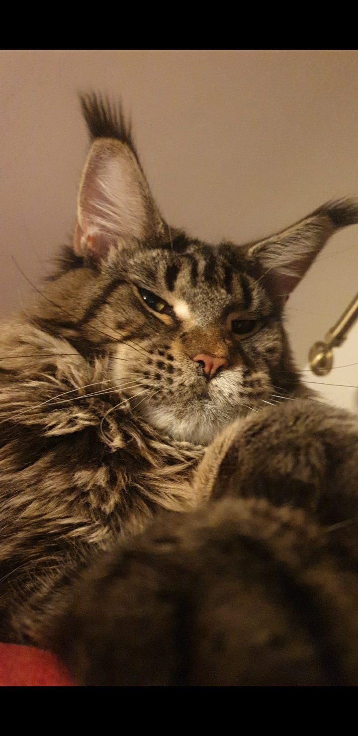 Maine Coon xxl - pui