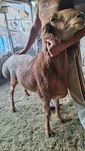 quchqor sotiladi