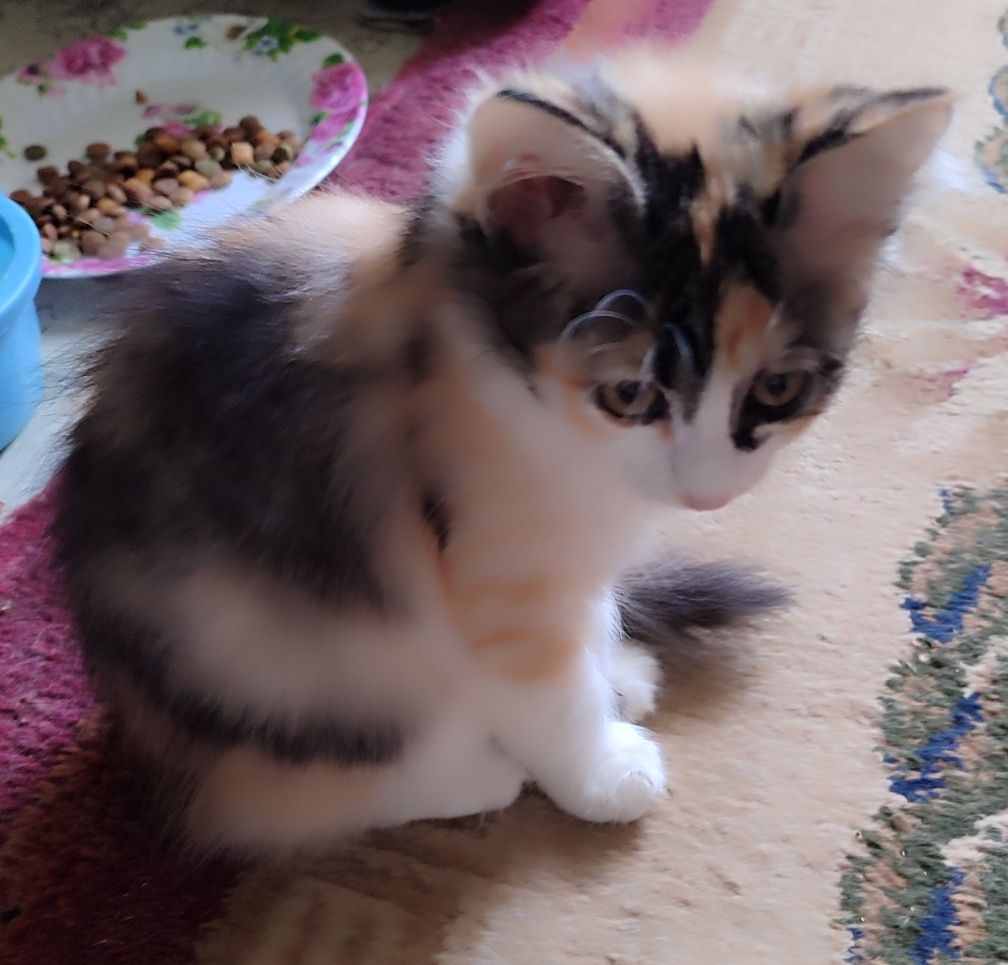 Пристраиваются котята домашние