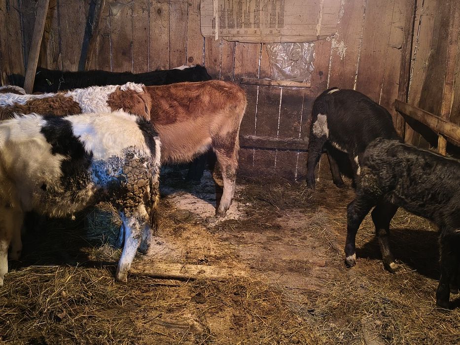 Vițele de vînzare bălțate și angus și belgani frumoase