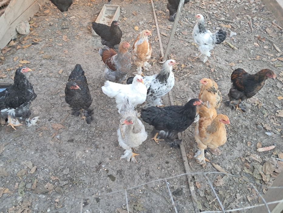 Găini Brahma tineret