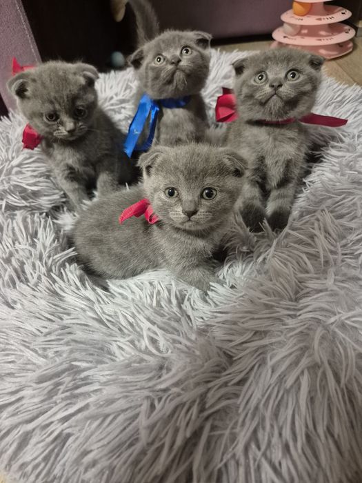 Котята Котята Котята
