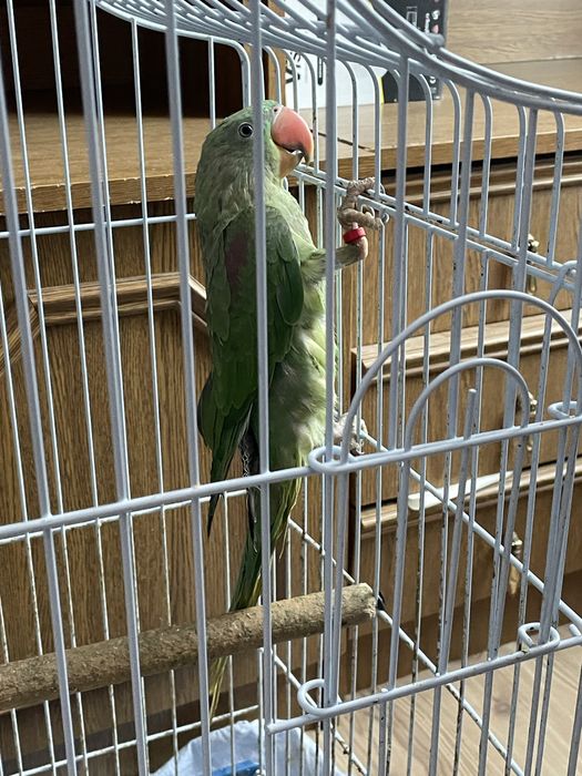 Marele Alexander semi bland  2025