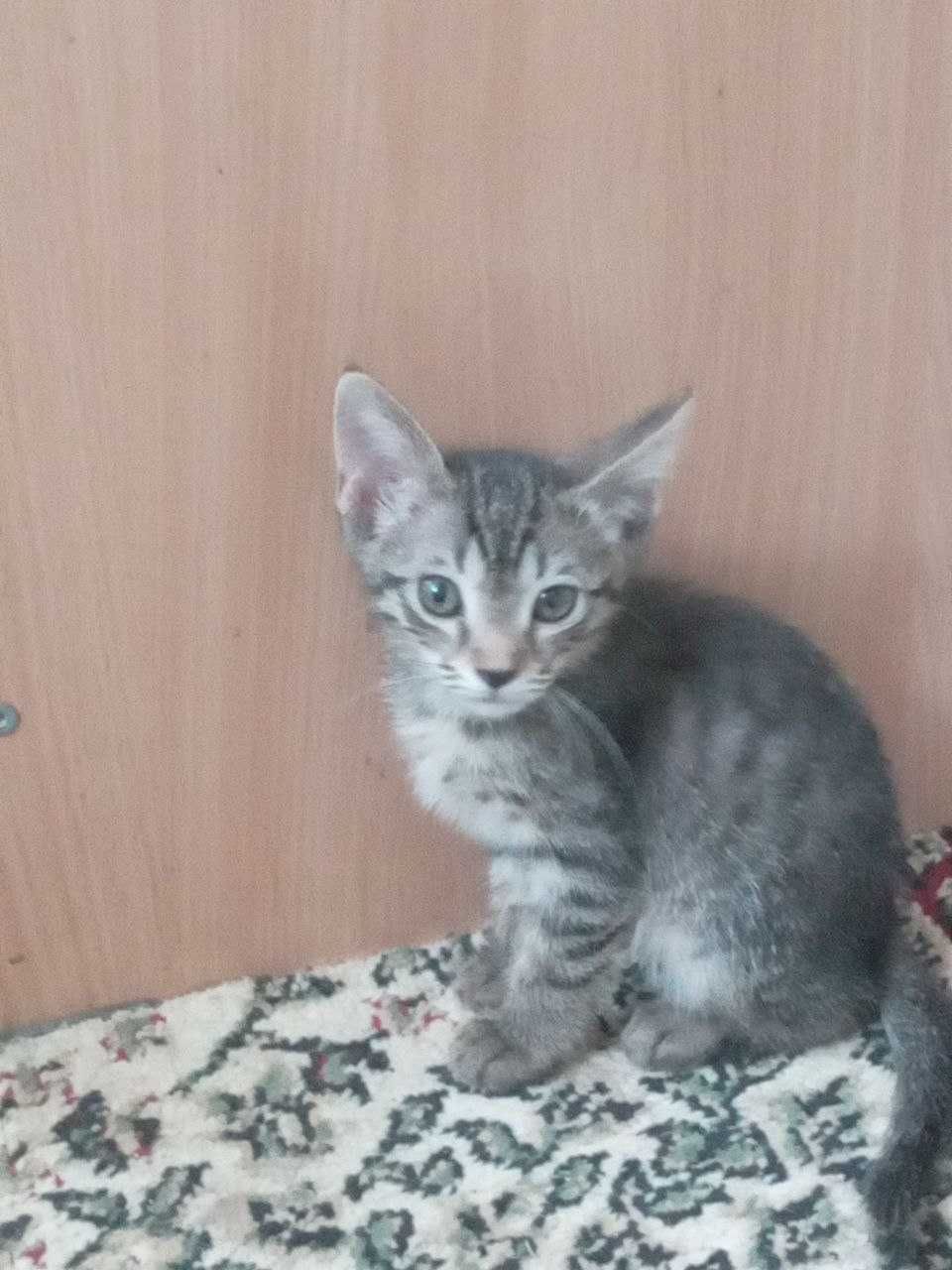 Отдам даром в Добрый руки