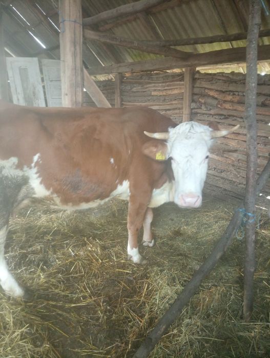 De vânzare trei vaci