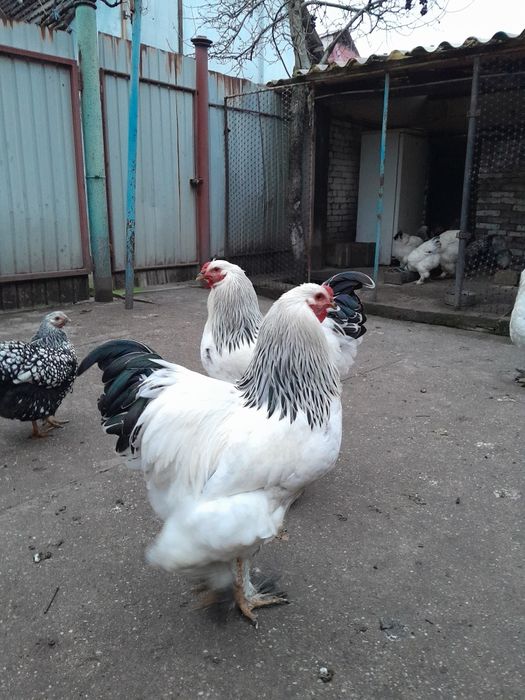 Vând cocosi brahman deschis