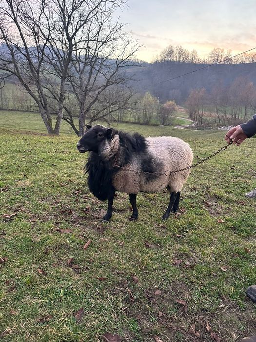 Berbec Romanov rasa pura