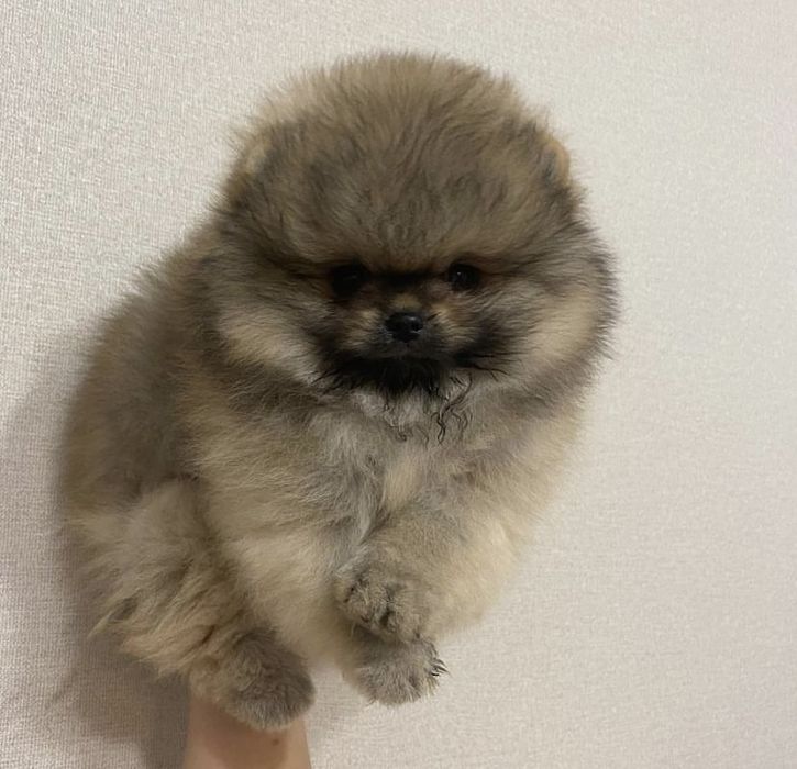 Мини шпиц щенки мишки