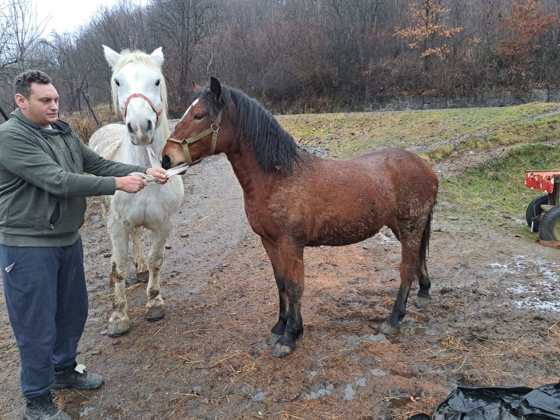Iapă  și mânză de vânzare