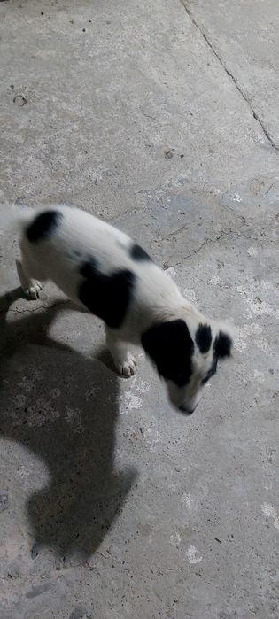 It bolasi tekinga beriladi