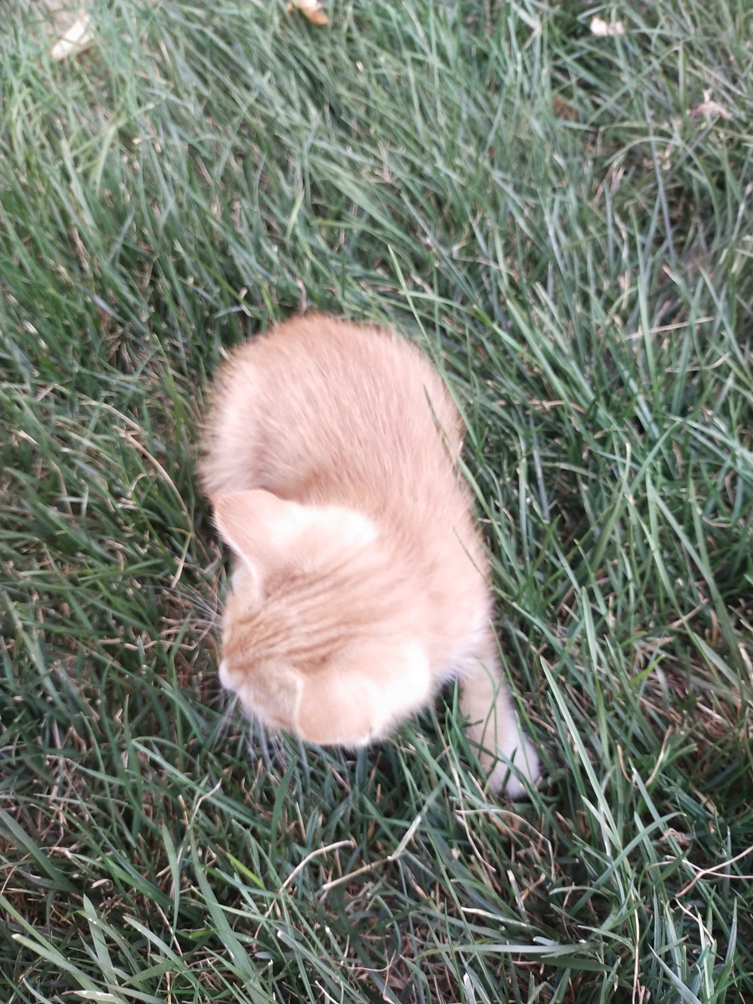 2 месячный котенок