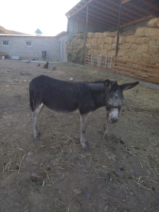 Ешек жуас минги семиз