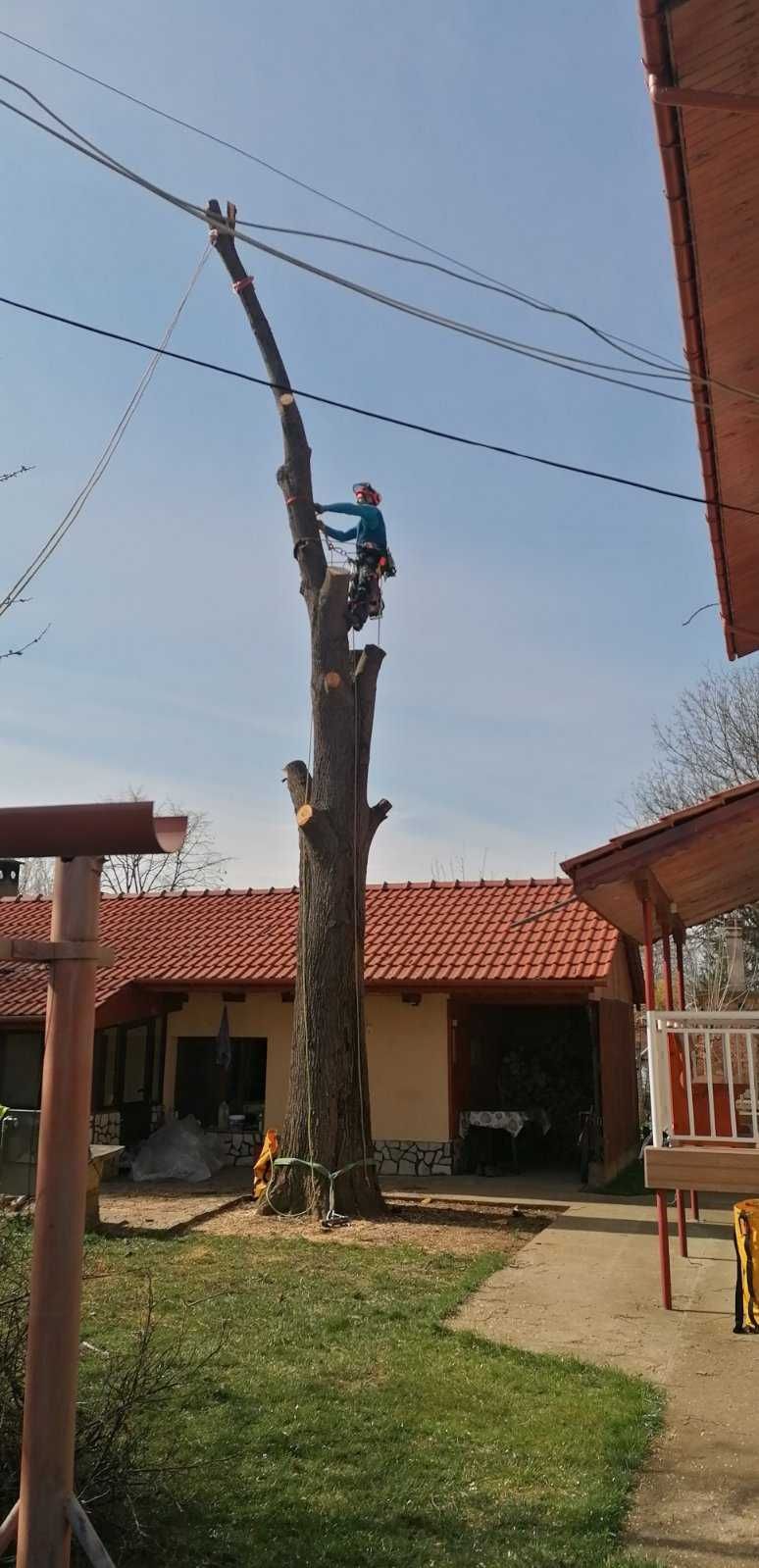 Премахване на опасни дървета