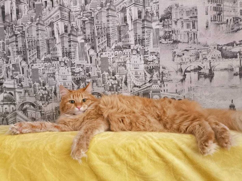 кошечка ( полумейнкун)