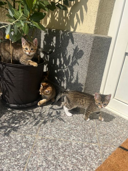 Donez patru pisici, o luna jumatate, fetite si baieti