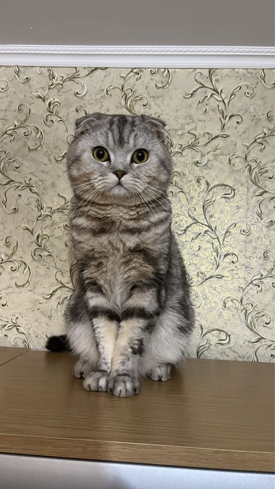 Кот ищет кошечку. Ұрғашы қажет. Сатылмайды!!!