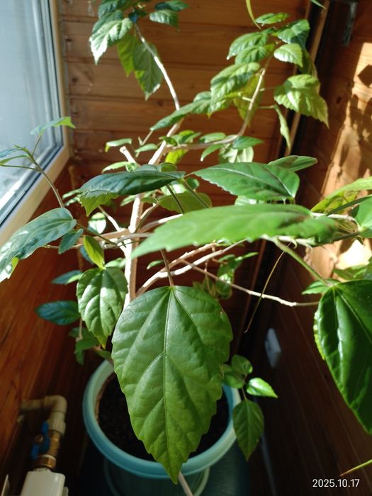 Цветок комнатный гибискус (китайская роза).