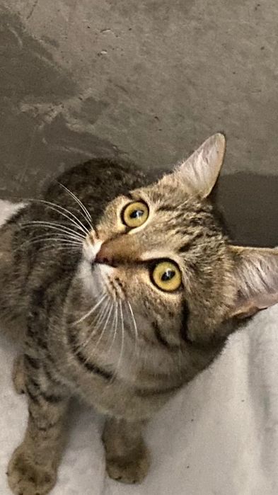 Ласковой кошечке нужен дом