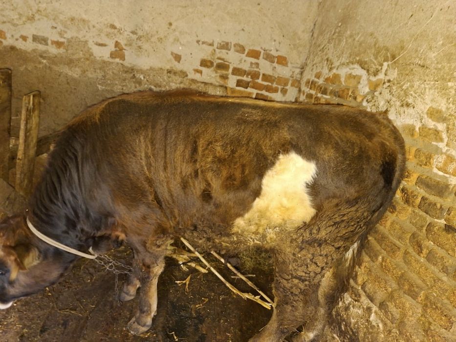 Vand Vițel crescut natural