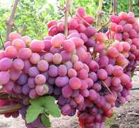 Продам саженцы винограда Тайфи розовый с отличными вкусовыми данными.