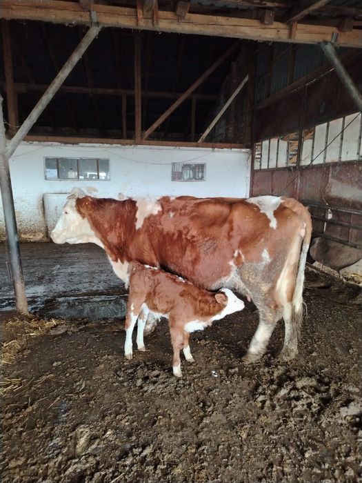 Vând vaca cu vițel