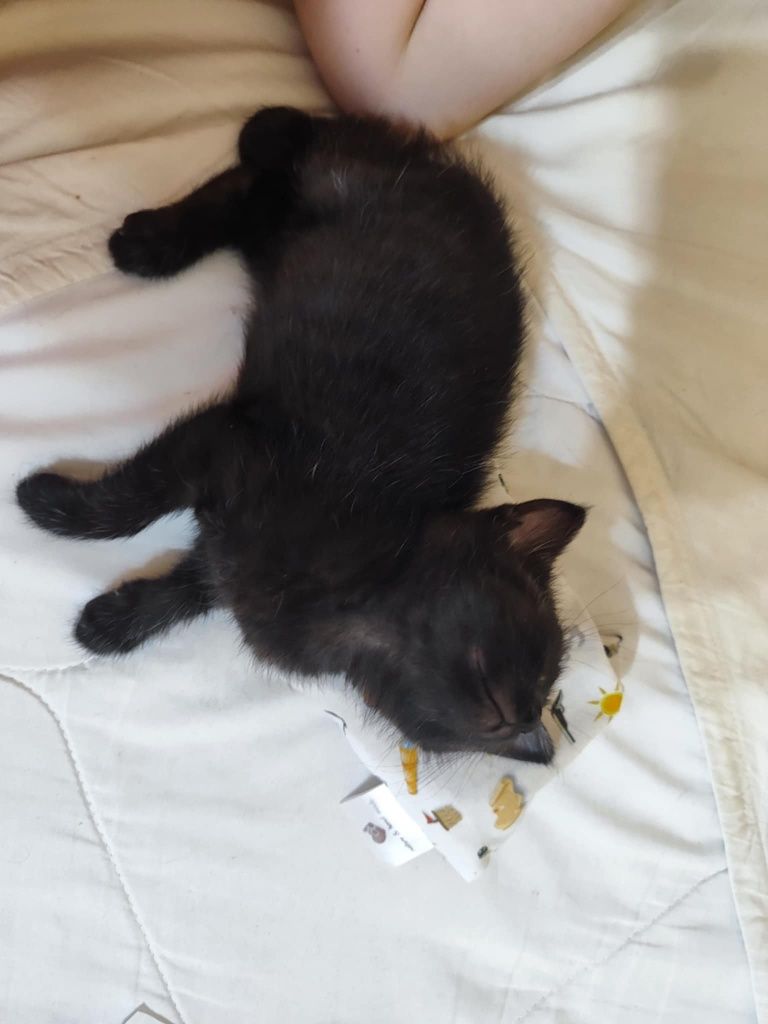 2 котенца на 2 месеца търсят своя дом