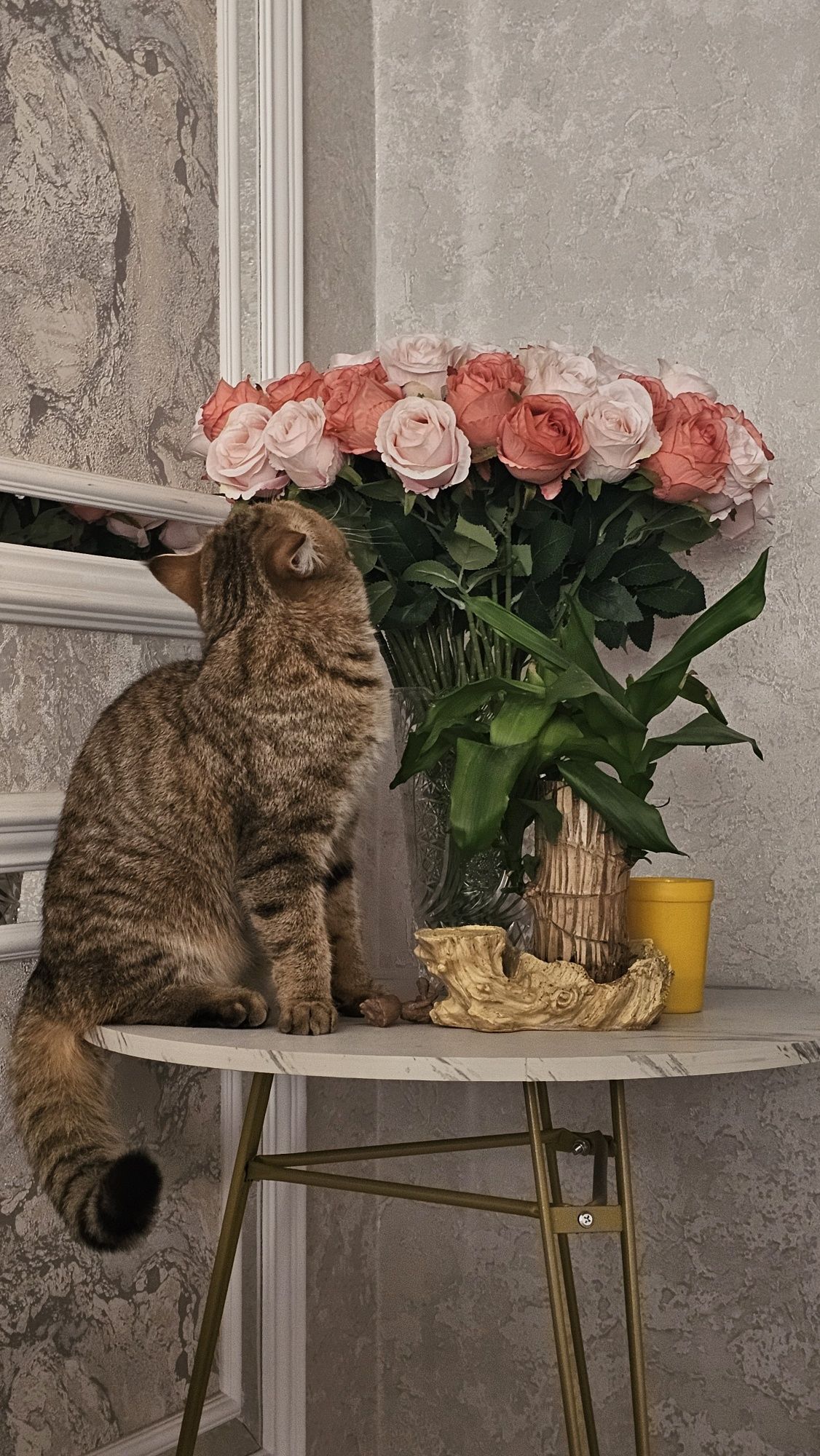 Шотландский прямоухий кот на вязку