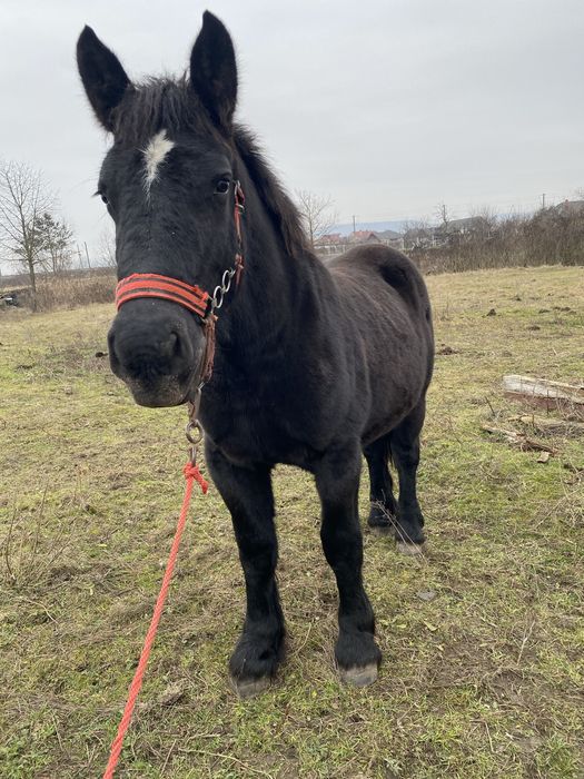 Manza de 1 an si 7luni