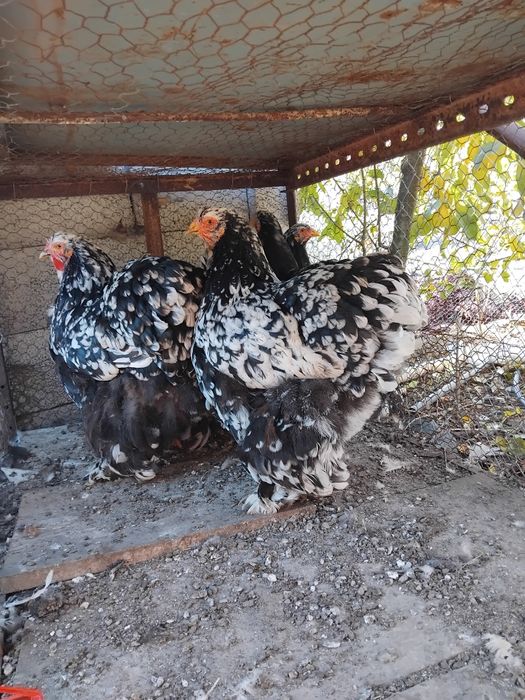 Gaini si pui Cochinchina urias negru bobat