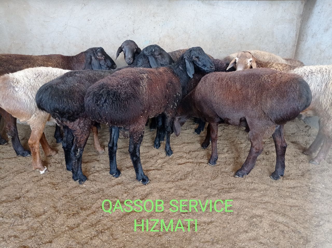 Кассоб-Qassob-Мясник service hizmati