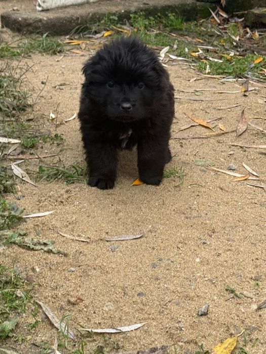 Done catei corcitura Shar Pei