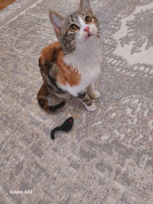 Отдам котенка в хорошие руки