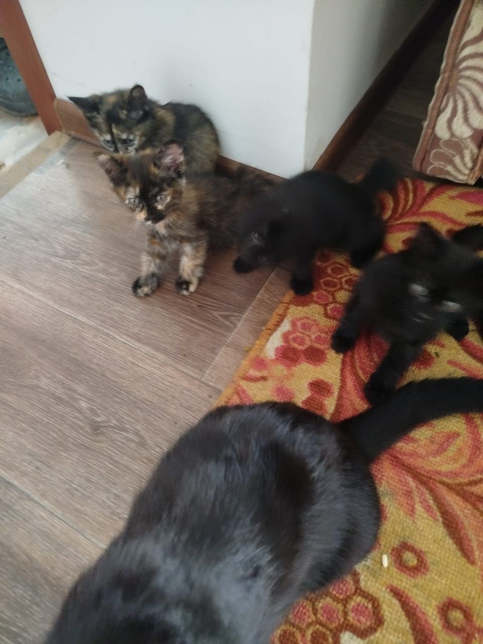 Отдадим котят бесплатно.