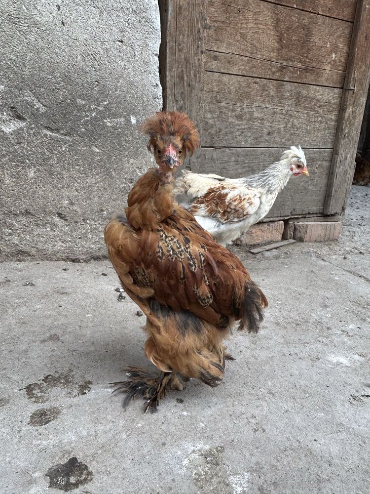 Vand pui moțati