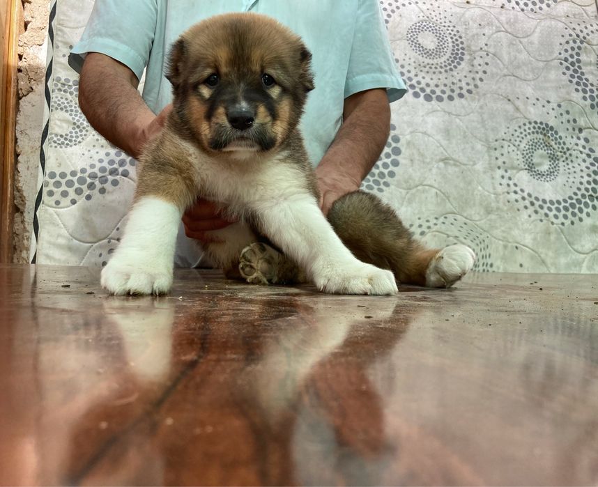 Щенок Кафказского Алабая ( супеп Гигант )