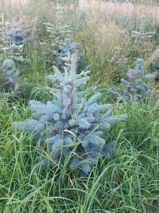 Molid argintiu ,pepiniera molid/brad