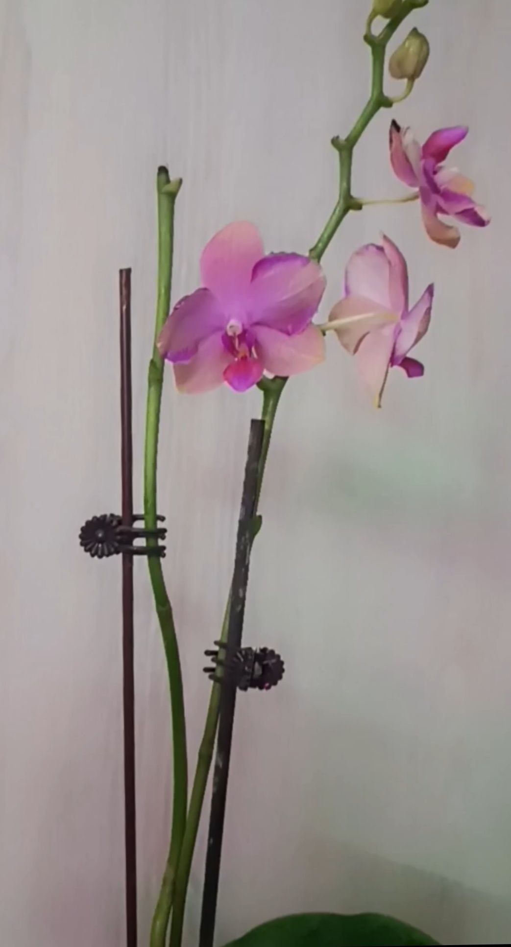 Орхидея Азиатская Джаспер