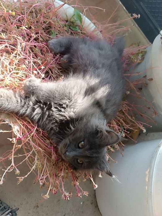 Мейн Кун мальчик продается