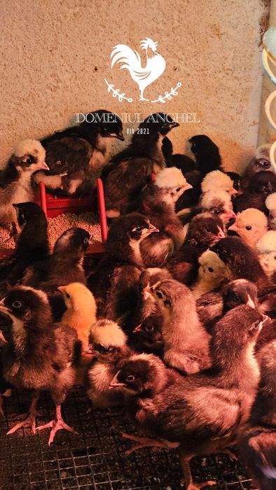 Pui Australorp Negru/Splash/Albastru