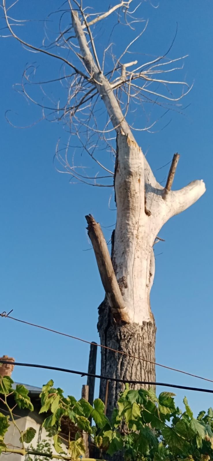 Taiere/Cosmetizare/Fasonare Arbori Ieftin.