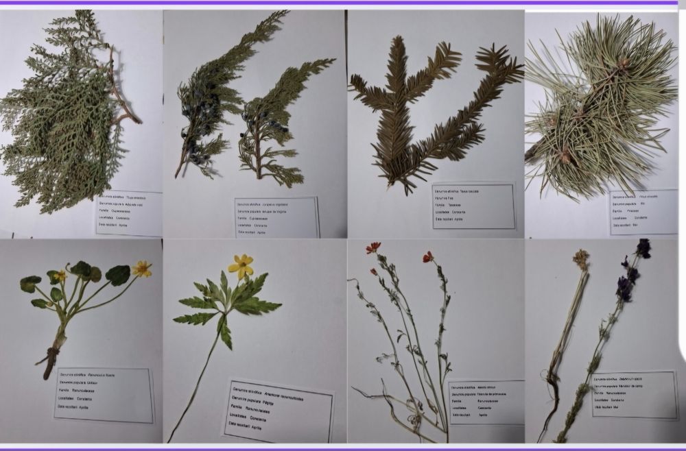 Ierbar de la 30 plante la 100, comune/medicinale cum doriti