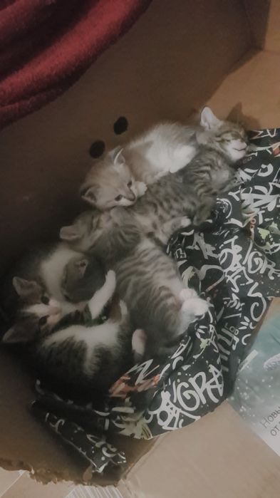 Отдам котят в хорошие руки!